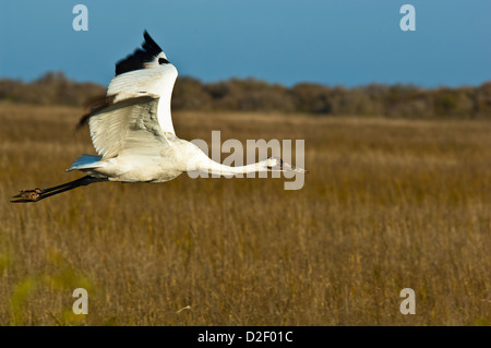 Schreikranich (Grus Americana) fliegen in der Nähe von Rockport, Texas Stockfoto