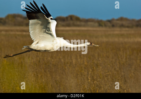 Schreikranich (Grus Americana) fliegen in der Nähe von Rockport, Texas Stockfoto