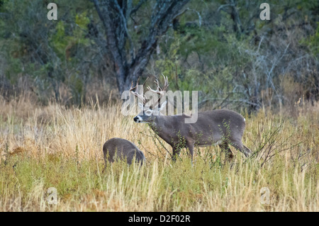 Trophäe Dreibinden Buck Rotwild (Odocoileus Virginianus) mit Doe während der Brunftzeit Stockfoto