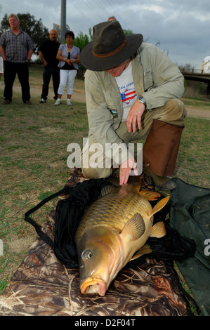 Mann mit großen ein Karpfen (Cyprinus Carpio) bei Lady Bird Lake Austin Texas Stockfoto