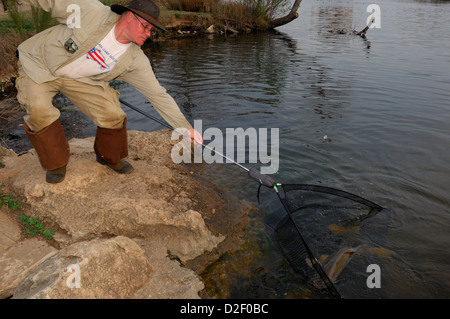 Mann netting zwei Karpfen (Cyprinus Carpio) bei Lady Bird Lake Austin Texas Stockfoto