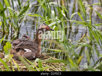 Gehörnte Grebe und Babys in Saskatchewan, Kanada Stockfoto