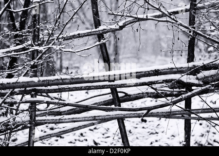 Muster auf eine Hecke um einen Wald im Winter. Schwarz und weiß. Stockfoto