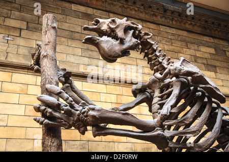 Ein riesiges Faultier-Skelett im Natural History Museum, London Stockfoto