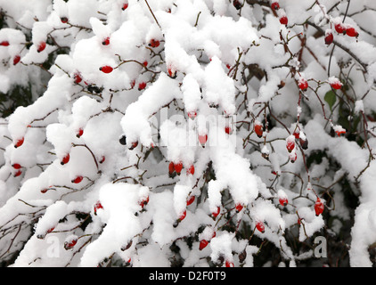 Hagebutte-Busch mit Schnee bedeckt Stockfoto