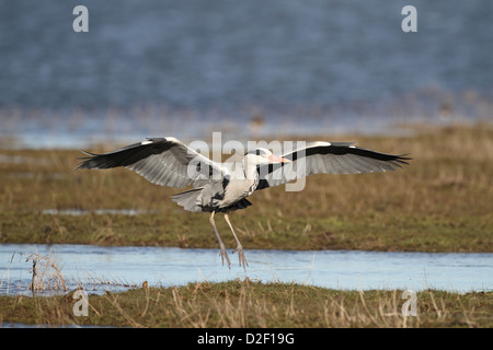 Graureiher, Ardea Cinerea, Landung Stockfoto
