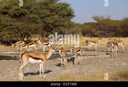 Springböcke, Central Kalahari Game Reserve, Botsuana, Tierwelt Stockfoto