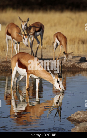 Springböcke, Central Kalahari Game Reserve, Botsuana, Tierwelt Stockfoto