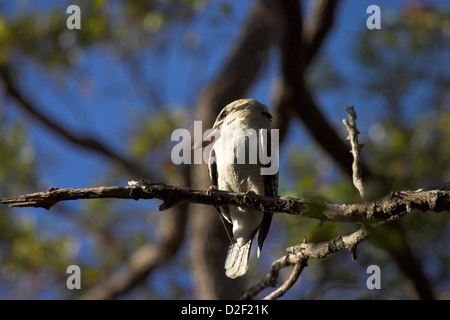 Kookaburra thront auf einem Ast Forrest Park Queensland in Brisbane Australien Stockfoto