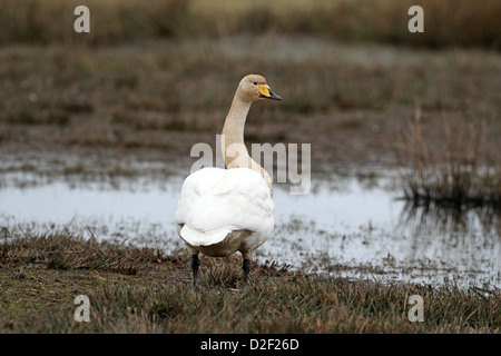 Singschwan, Cygnus Cygnus, Fütterung im Frühling Durchgang Stockfoto