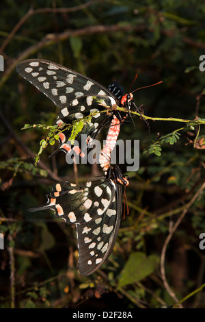 Madagaskar Riesen Schwalbenschwanz (Atrophaneura Antenor) Schmetterlinge Paarung Stockfoto