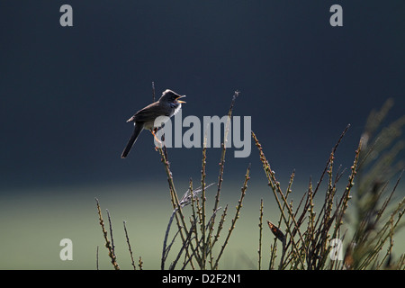 Gemeinsamen Whitethroat Sylvia Communis Gesang Hintergrundbeleuchtung Stockfoto