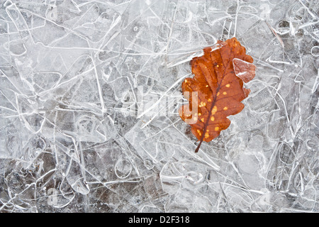 Herbsteiche Blatt unter Schichten von dünnen Eisblättern gefangen Cumbria Lake District England GB Europa Stockfoto