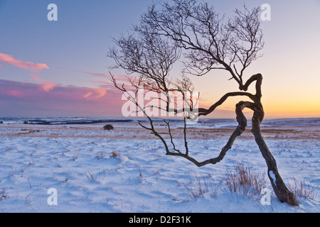 Twisted Baum im Schnee bei Sonnenuntergang, Nationalpark Peak District, Derbyshire, England, Vereinigtes Königreich, GB EU Europa Stockfoto