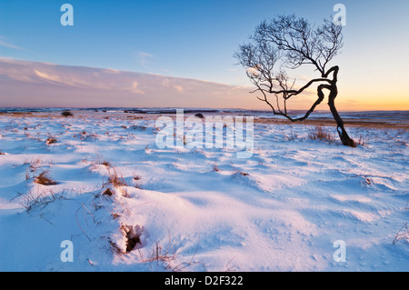 Twisted Baum im Schnee bei Sonnenuntergang, Nationalpark Peak District, Derbyshire, England, Vereinigtes Königreich, GB EU Europa Stockfoto