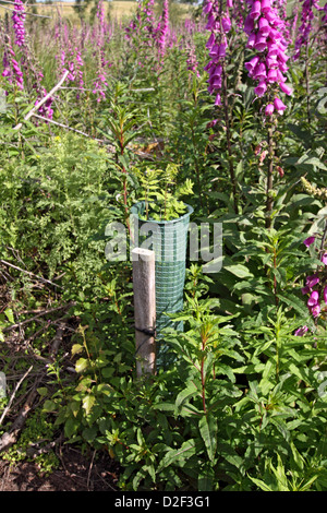 Baum Zuflucht unter Fingerhut dominiert ein kürzlich gefällten Freiraum Nadelbaum Wald im Nordosten Englands Stockfoto