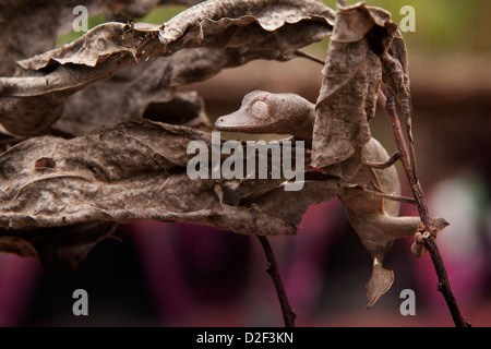 Madagaskar, Betrieb Wallacea, Mariarano, Blatt Tailed Gecko Uroplatis heckeli Stockfoto