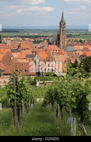 Dorf mit Weinbergen in Dambach-la-Ville, Elsass, Frankreich Stockfoto