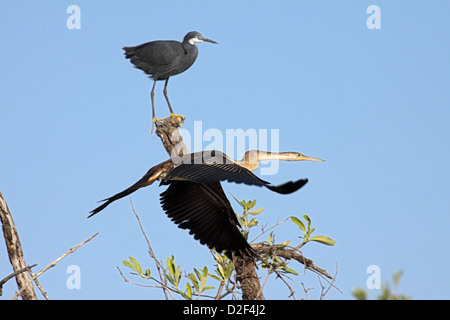 Afrikanische Darter fliegen und Western reef Heron im Mangrovensumpf in Gambia Stockfoto