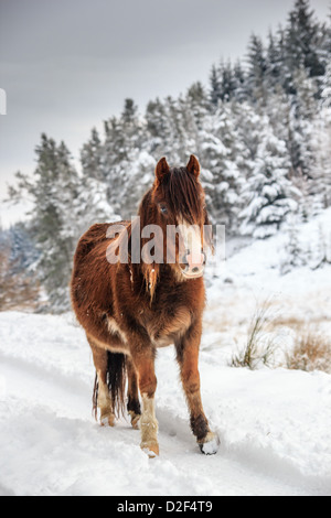 Ein wild Mountain Pony in einem Schnee und Baum bedeckt Landschaft im ländlichen Raum Stockfoto