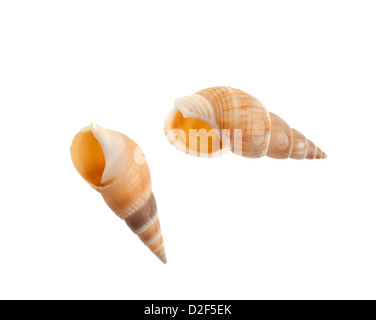 Bullia Schalen Stockfoto