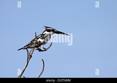 Pied Kingfisher gehockt Baum in Gambia Stockfoto