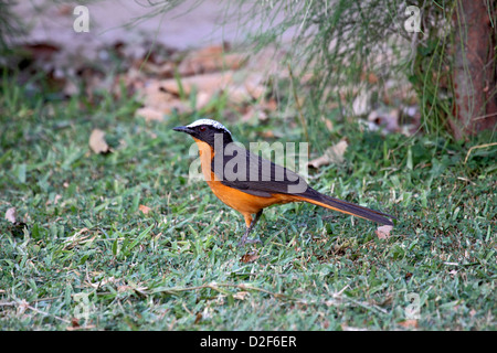 Weiß gekrönt Robin Chat im Garten in Gambia Stockfoto