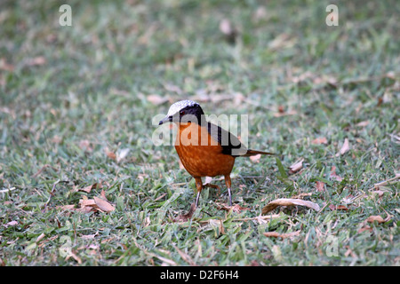 Weiß gekrönt Robin Chat im Garten in Gambia Stockfoto