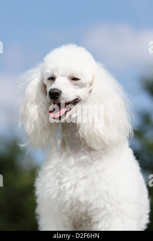 Pudel Hund / Pudel / Caniche, Miniatur / Zwerg / Nain Erwachsene (weiss) Portrait Stockfoto