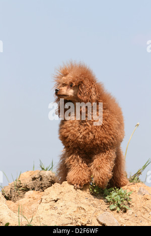 Pudel Hund / Pudel / Caniche, Miniatur / Zwerg / Nain Erwachsener (Kitz rot) stehen auf dem Boden Stockfoto