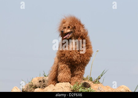 Pudel Hund / Pudel / Caniche, Miniatur / Zwerg / Nain Erwachsener (Kitz rot) stehen auf dem Boden Stockfoto