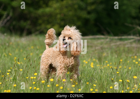 Pudel Hund / Pudel / Caniche, Miniatur / Zwerg / Nain Erwachsener (Aprikose) Stockfoto