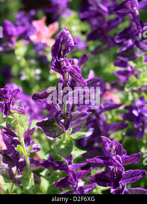 Jährliche Clary, Orval, Salvia Viridis 'Marble Arch Blue', Lamiaceae. Mittelmeer auf der Krim und in den Iran. Stockfoto