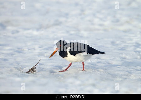 Einzelne Austernfischer Haematopus Ostralegus Fütterung im Schnee Stockfoto