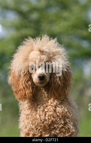 Pudel Hund / Pudel / Caniche, Miniatur / Zwerg / Nain Erwachsene (Aprikose) Porträt Stockfoto