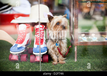 Terrier Hund sitzt in einem Schaufenster gefälschte Gras neben Skates in Tel Aviv, Israel. Stockfoto