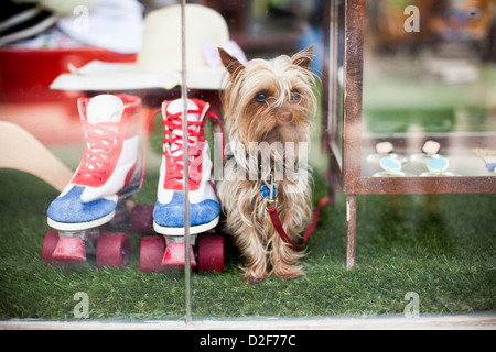 Terrier Hund sitzt in einem Schaufenster gefälschte Gras neben Skates in Tel Aviv, Israel. Stockfoto