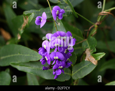 Lila Coral Erbse, Hardenbergia Violacea, Fabaceae. Australien. Aka. Falsche Sarsaparilla, fröhliche Wanderer, Waraburra und lila Rebe. Stockfoto