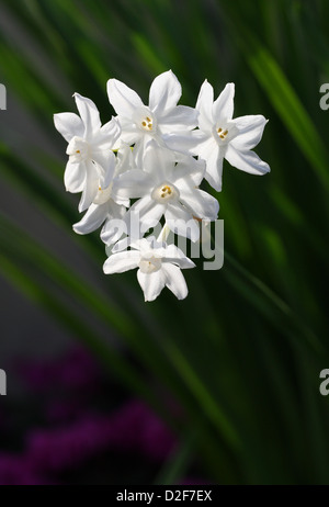 Papier-Weiße Narzisse, Papier-Weiße Narzisse, Paperwhite Narzissen Narcissus Papyraceus, Amaryllisgewächse, westlichen Mittelmeer Stockfoto