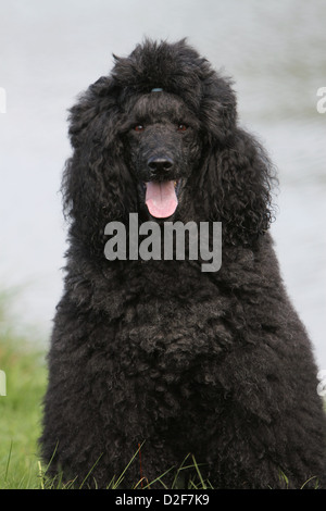 Pudel Hund / Pudel / Caniche standard Grande Erwachsene (schwarz)-Porträt Stockfoto