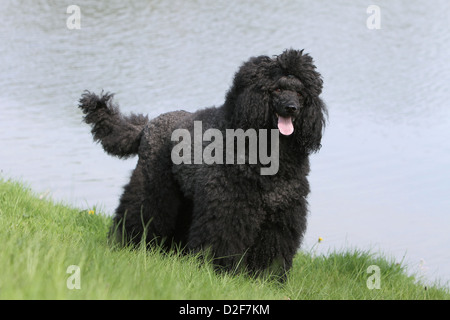 Pudel Hund / Pudel / Caniche standard Riesen Erwachsener (schwarz) stehen auf einer Wiese Stockfoto