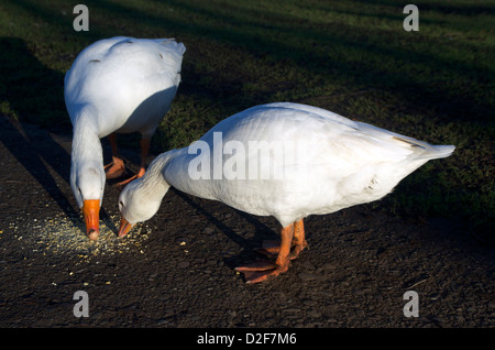 Weiße Enten füttern auf einem Hof. Stockfoto