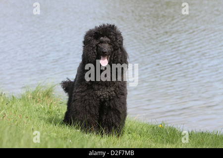 Pudel Hund / Pudel / Caniche standard Riesen Erwachsener (schwarz) stehen auf einer Wiese Stockfoto