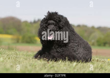 Pudel Hund / Pudel / Caniche standard Riesen Erwachsener (schwarz) in einer Wiese liegen Stockfoto