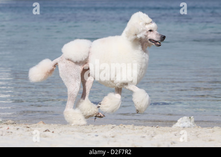 Pudel Hund / Pudel / Caniche standard Grande Erwachsener (weiß) laufen am Strand Stockfoto