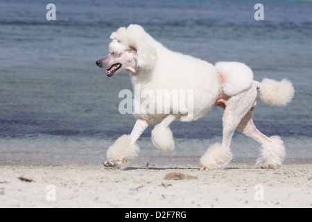 Pudel Hund / Pudel / Caniche standard Grande Erwachsener (weiß) laufen am Strand Stockfoto