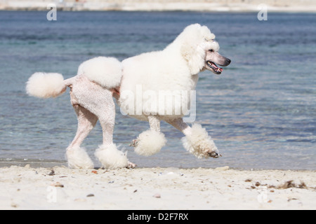 Pudel Hund / Pudel / Caniche standard Grande Erwachsener (weiß) laufen am Strand Stockfoto