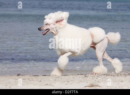 Pudel Hund / Pudel / Caniche standard Grande Erwachsener (weiß) laufen am Strand Stockfoto
