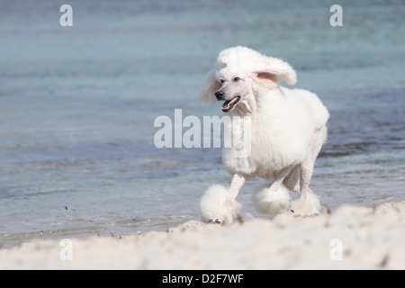 Pudel Hund / Pudel / Caniche standard Grande Erwachsener (weiß) laufen am Strand Stockfoto