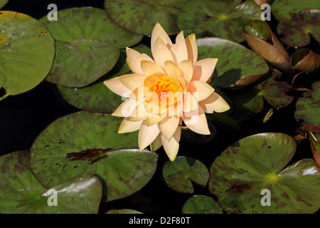 Innerlight winterhart gelbe Seerose, Nymphaea "Innere Licht", polaren. Stockfoto